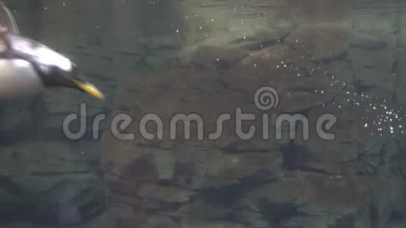 企鹅在洞穴里游泳视频的预览图