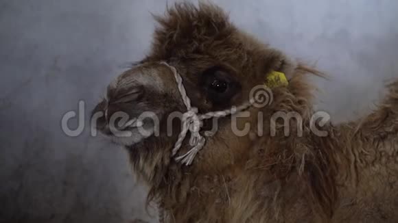 一只毛茸茸骆驼的脸视频的预览图