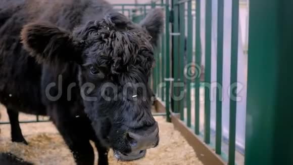黑牛吃干草农业动物展览视频的预览图