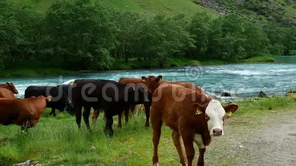 牛牛公牛小母牛和小牛好奇地看着摄像机在一条快速流动的蓝色河流附近的绿草上吃草视频的预览图