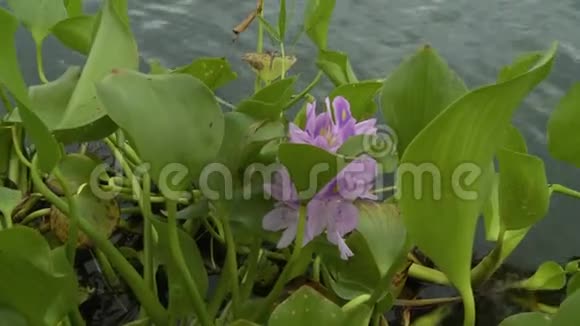 水葫芦水中有紫罗兰色的花视频的预览图
