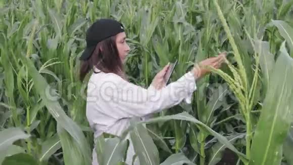 一位年轻的农民农学家视察一块玉米地视频的预览图