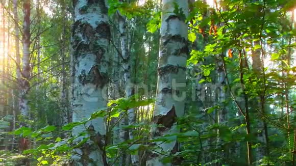 桦树林时光流逝日落背景视频的预览图