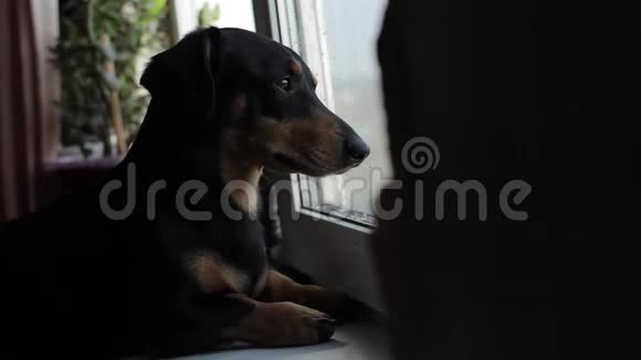 一只小黑狗向窗外张望视频的预览图