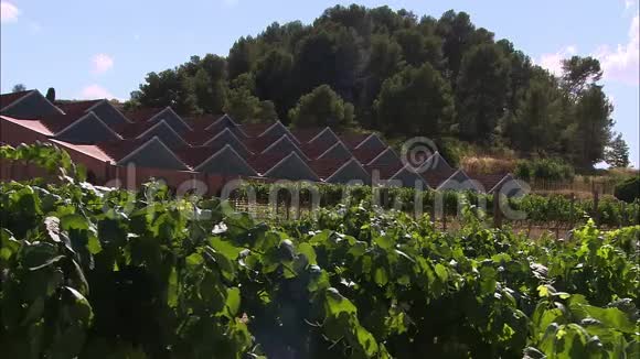 葡萄园葡萄酒窖西班牙Codorniu酒庄视频的预览图