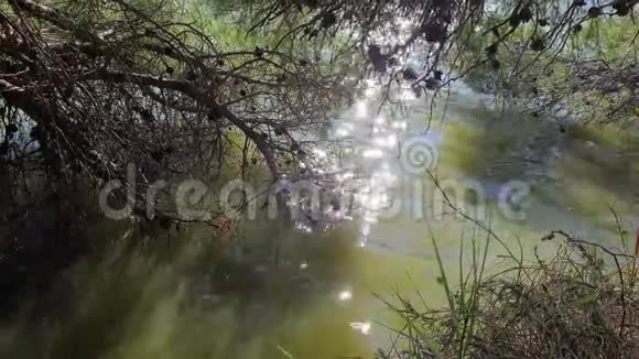 河中阳光灿烂树木垂到水面视频的预览图