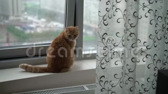 窗户边的红猫视频的预览图