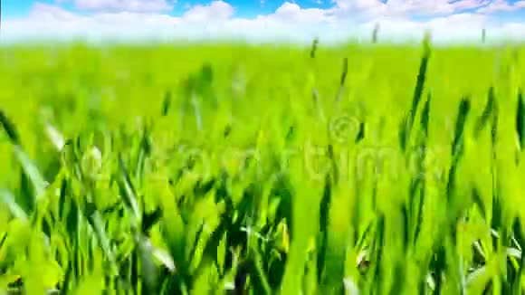 绿色的草对着多云的天空视频的预览图