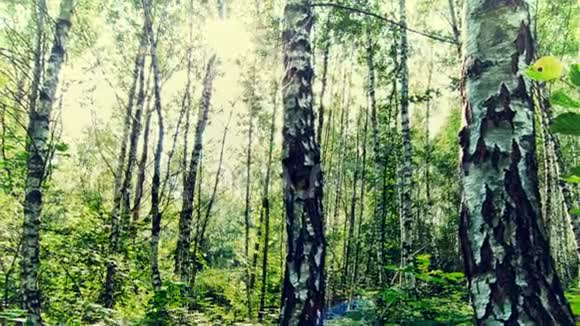 早上在森林里夏季景观视频的预览图
