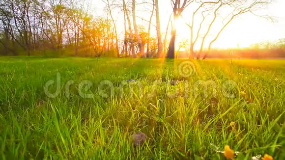 早上在森林里夏季景观视频的预览图