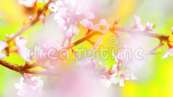 盛开的春天的果树花视频的预览图