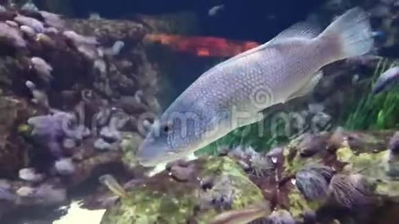 热带水族馆里长而美丽的鱼视频的预览图