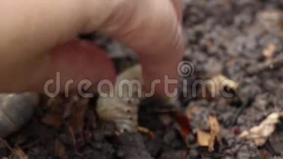 虫或犀牛甲壳虫生长在土壤中的女性手农业园艺的农民昆虫作为食物食用视频的预览图