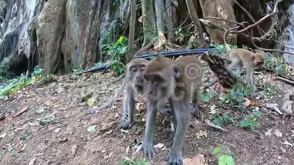 猴子试图抓住相机用爪子抓住它附近还有两只猴子一个是吃饭视频的预览图