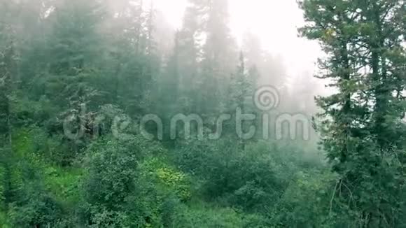 长满青苔和白雾的神秘森林视频的预览图