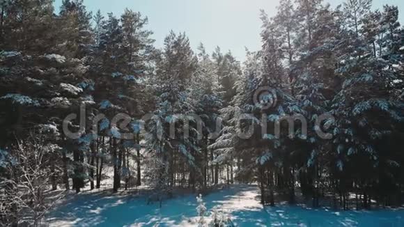 在阳光明媚的日子里无人机拍摄到白雪覆盖了树木从冬季森林飞过去冬季自然美景鸟瞰松视频的预览图