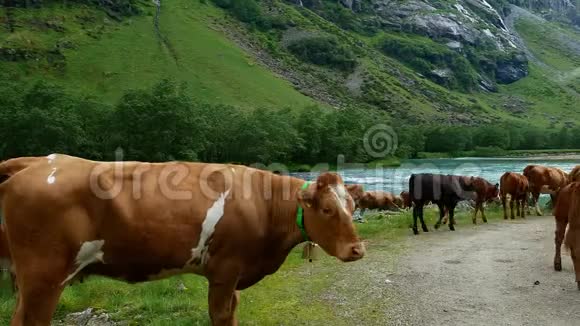 好奇的奶牛看着镜头和其他的牛走在一条快速流动的蓝色河流和白水急流附近视频的预览图