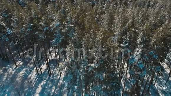 冬季云杉和松林的高空俯视天桥拍摄白雪覆盖的树木冉冉升起夕阳照树视频的预览图