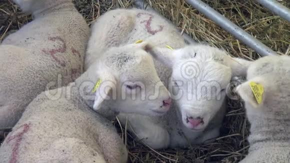 小羊羔在干草上用笔圈起来在农场上贴上标签视频的预览图