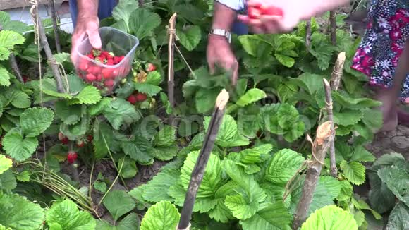 从花园里摘草莓的资深农民视频的预览图
