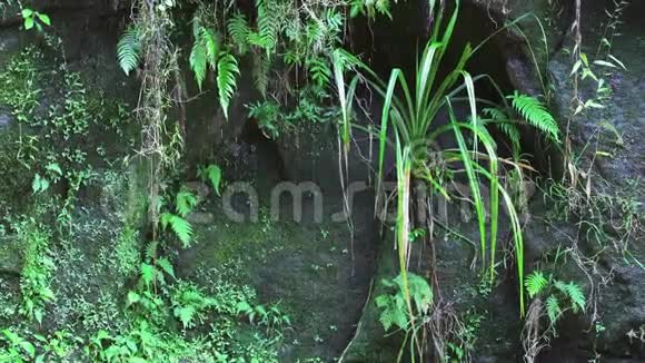 在深色岩壁上生长的绿叶上滴水抽象的马达加斯加雨林丛林背景视频的预览图