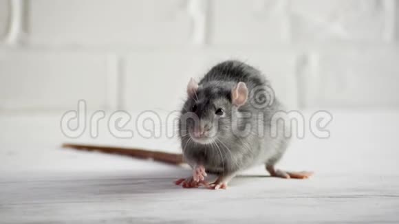 灰色的小老鼠坐在白色的地板上墙是砖砌的害怕嗅着空气洗脸向左跑象征着2020视频的预览图