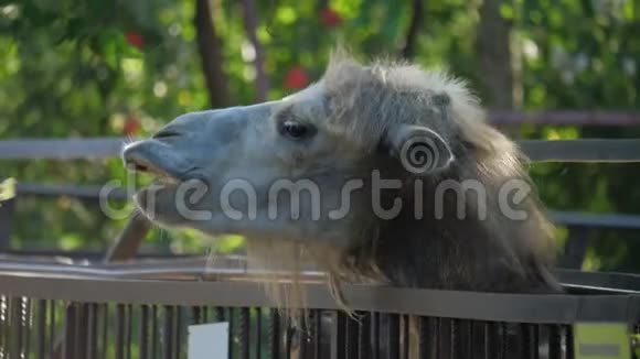 动物园的游客给骆驼喂食视频的预览图