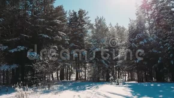 镜头雪覆盖树木冬季大自然美丽的鸟瞰松林山季节旅行白冻视频的预览图