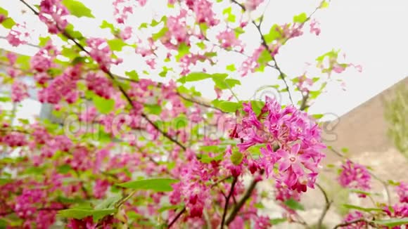 一朵带血丝的花的特写视频的预览图