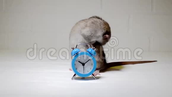 灰鼠坐在白色的地板上带着蓝色的闹钟自己洗晨间卫生洗涤的概念视频的预览图