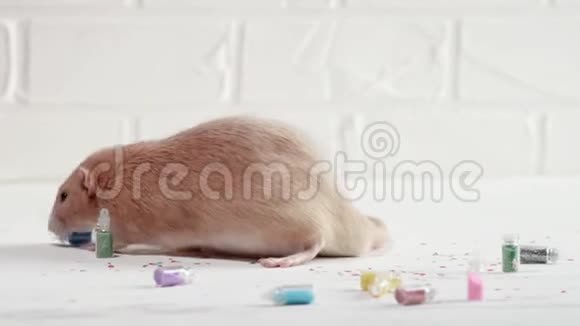 姜老鼠呆坐在白色的地板上瓶子里有彩色的火花洗他的脸胃新年清洁视频的预览图