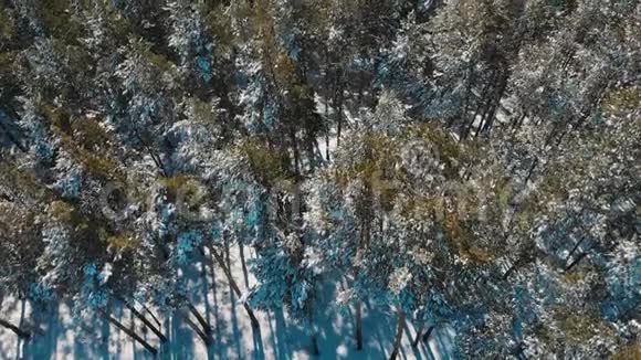 高空顶部覆盖着白雪覆盖的土地和冬天的树林天气晴朗从冬季森林飞来呼吸自然视频的预览图