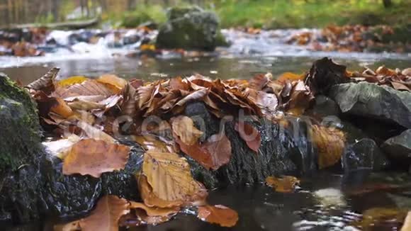 小森林溪流视频的预览图