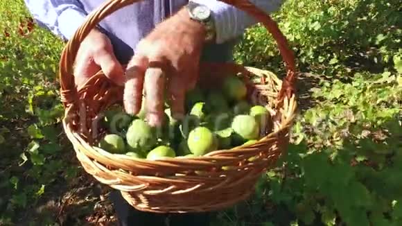 阳光明媚的一天农夫在果园的柳条篮子里检查绿色核桃视频的预览图