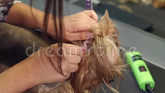兽医从一家兽医诊所的一只小狗的耳朵上拔下毛发视频的预览图