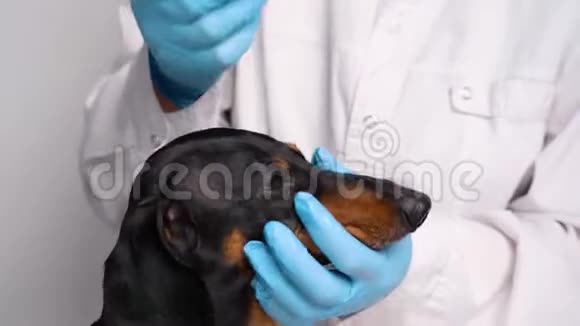 兽用型医疗设施中的动物眼视频的预览图