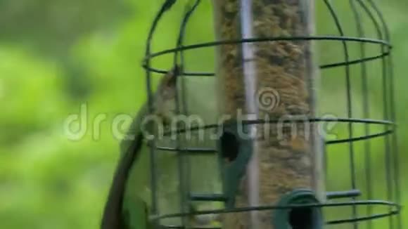 靠近食槽的绿色热带鹦鹉视频的预览图