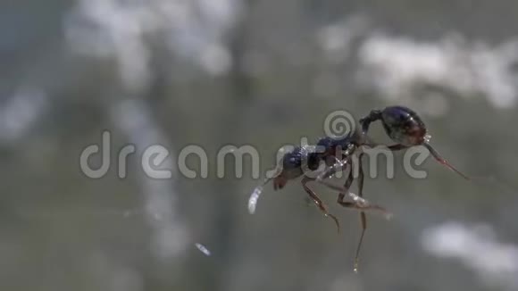 蚂蚁被蜘蛛网抓住了视频的预览图