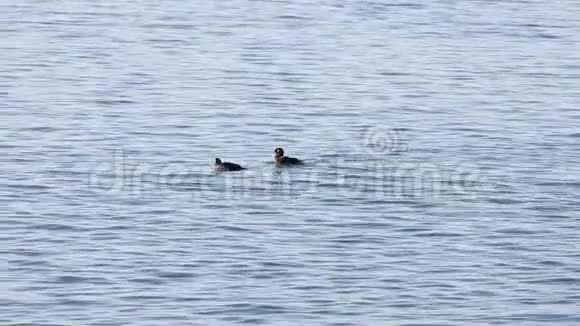 哈立金鸭子在海面上游泳自然栖息地的野鸭群晴朗的秋日视频的预览图