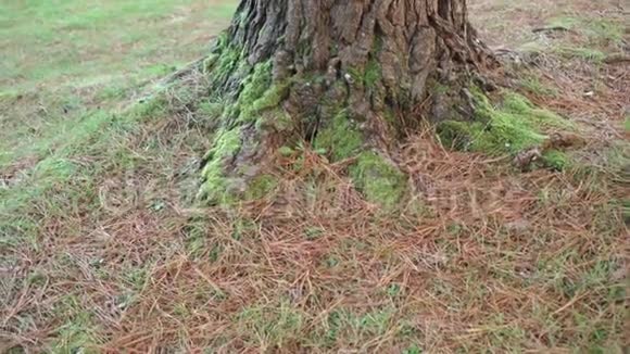 一棵有苔藓的松树的强大的根和树干布满了红色的干针在野生针叶林中视频的预览图
