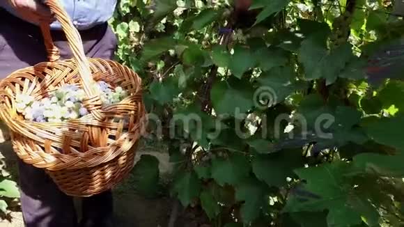 老农巡查葡萄园在篮子里收集葡萄视频的预览图