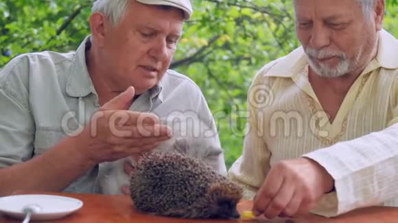 年长的老人在会说话的老人身边喂刺猬视频的预览图