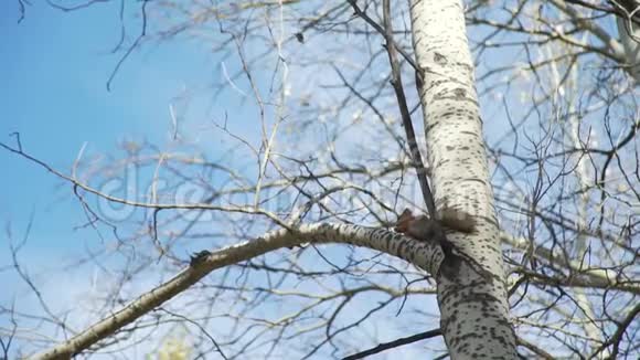 甜松鼠在树上视频的预览图