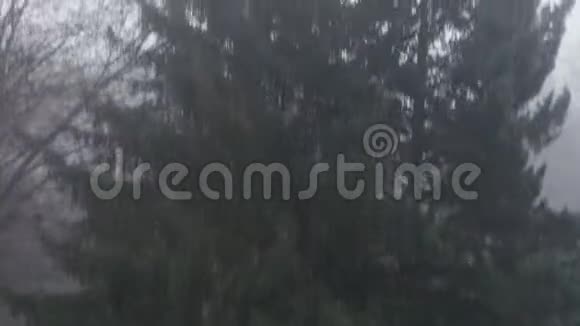 在俄勒冈州的一个小镇上沿着一棵树露出雾气视频的预览图