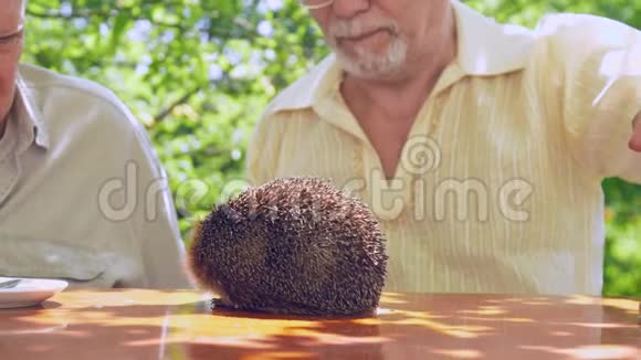 刺猬闻着棕色木桌对老年人的气味视频的预览图
