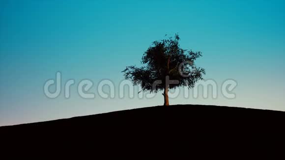 一棵树在晴朗的蓝天日落视频的预览图