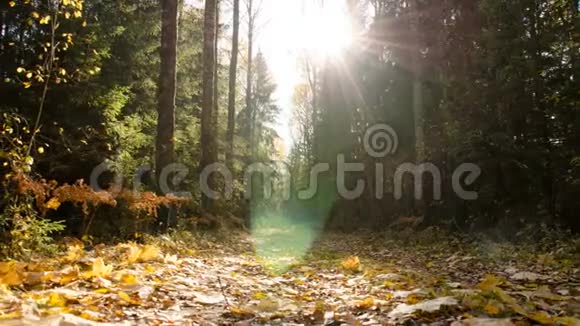 秋天的森林在十月黄叶树时光流逝秋林视频的预览图