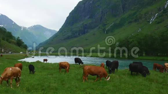 在挪威的一个山谷里一条繁忙的公路和一条湍急的河流之间的绿草上放牧的自由牧场上的牛视频的预览图
