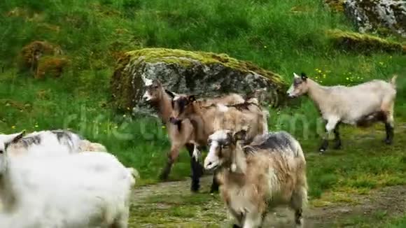 挪威一个多云的灰色夏日一群自由牧场山羊的特写镜头视频的预览图