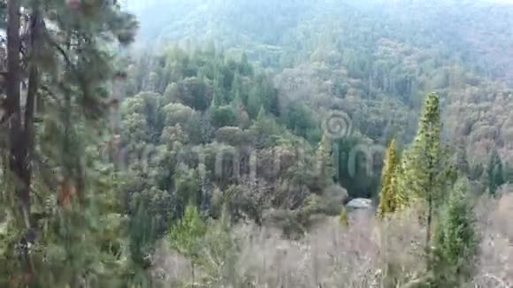 空中攀爬一棵树以展现被树木覆盖的令人惊叹的山景视频的预览图
